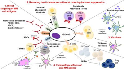 Harnessing the Immune System Against Multiple Myeloma: Challenges and Opportunities